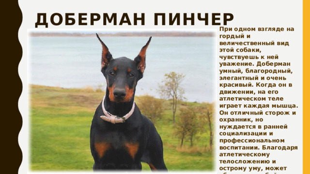 Доберман  пинчер При одном взгляде на гордый и величественный вид этой собаки, чувствуешь к ней уважение. Доберман умный, благородный, элегантный и очень красивый. Когда он в движении, на его атлетическом теле играет каждая мышца. Он отличный сторож и охранник, но нуждается в ранней социализации и профессиональном воспитании. Благодаря атлетическому телосложению и острому уму, может обучиться любой работы, и станет для хозяина незаменимым помощником. 