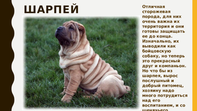 Отличная сторожевая порода, для них очень важна их территория и они готовы защищать ее до конца. Изначально, их выводили как бойцовскую собаку, но теперь это прекрасный друг и компаньон. Но что бы из шарпея, вырос послушный и добрый питомец, хозяину надо много потрудиться над его воспитанием, и со щенячьего возраста приступать к дрессуре. шарпей 