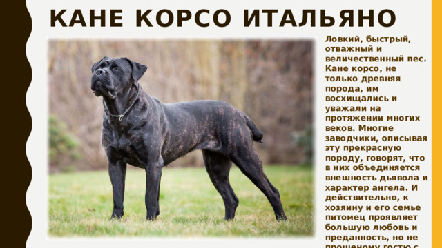 Кане корсо итальяно Ловкий, быстрый, отважный и величественный пес. Кане корсо, не только древняя порода, им восхищались и уважали на протяжении многих веков. Многие заводчики, описывая эту прекрасную породу, говорят, что в них объединяется внешность дьявола и характер ангела. И действительно, к хозяину и его семье питомец проявляет большую любовь и преданность, но не прошеному гостю с ним лучше не встречаться. 