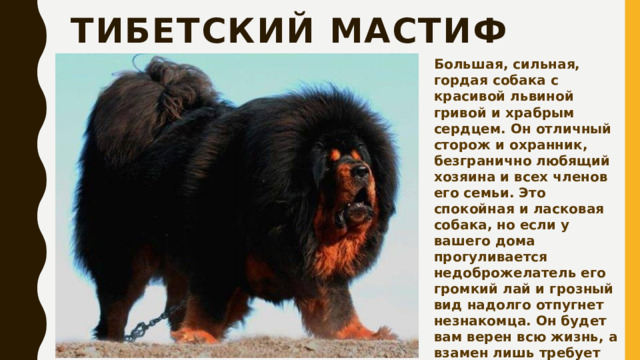 Тибетский мастиф Большая, сильная, гордая собака с красивой львиной гривой и храбрым сердцем. Он отличный сторож и охранник, безгранично любящий хозяина и всех членов его семьи. Это спокойная и ласковая собака, но если у вашего дома прогуливается недоброжелатель его громкий лай и грозный вид надолго отпугнет незнакомца. Он будет вам верен всю жизнь, а взамен лишь требует вашего внимания, любви и ласки. 