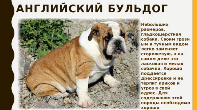 Английский бульдог Небольших размеров, гладкошерстная собака. Своим грозным и тучным видом легко заменяет сторожевую, а на самом деле это ласковая и милая собачка. Хорошо поддается дрессировке и не терпит криков и угроз в свой адрес. Для содержания этой породы необходимо хорошо проветриваемое помещение, потому что они не переносят перегрева. 