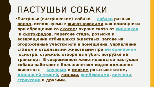 Пастушьи собаки Пасту́шьи  (пасту́шеские)   соба́ки —  собаки  разных  пород , используемые  животноводами  как помощники при обращении со  скотом : охране скота от  хищников  и  скотокрадов , перегоне стада, розыске и возвращении отбившихся животных, загоне на огороженные участки или в помещения, управлении стадом и отдельными животными при  ветеринарном  осмотре, стрижке, отборе для убоя, погрузке на транспорт. В современном животноводстве пастушьи собаки работают с большинством видов домашних животных —  крупным  и  мелким  рогатым скотом,  домашней птицей ,  ламами ,  верблюдами ,  оленями ,  страусами  и другими. 