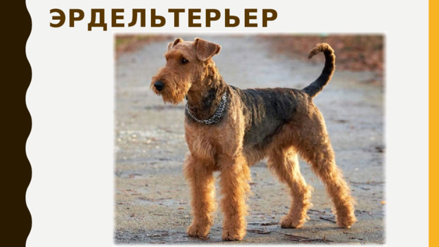 Эрдельтерьер 