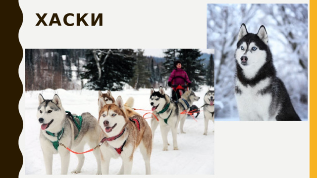 хаски 