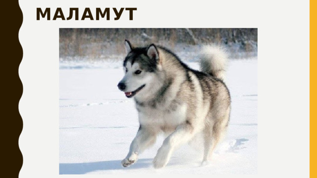 маламут 