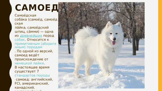 самоед Самое́дская соба́ка (самое́д, самое́дская ла́йка, самое́дский шпиц, са́мми) — одна из  древнейших пород   собак . Относится к  примитивным (аборигенным) породам . По одной из версий, самоед ведёт происхождение от  ненецкой лайки . В настоящее время существует 7  стандартов породы  самоед: английский, FCI, американский, канадский, австралийский, новозеландский и ЮАР. 