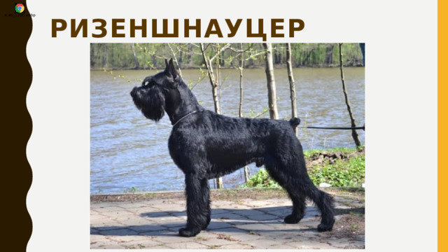 Ризеншнауцер 