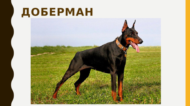 Доберман 