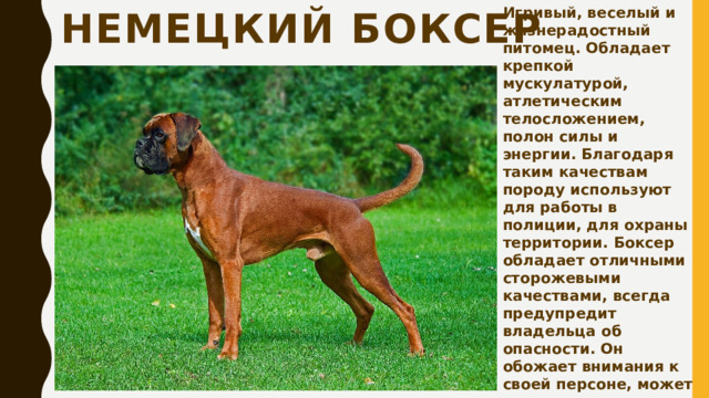 Игривый, веселый и жизнерадостный питомец. Обладает крепкой мускулатурой, атлетическим телосложением, полон силы и энергии. Благодаря таким качествам породу используют для работы в полиции, для охраны территории. Боксер обладает отличными сторожевыми качествами, всегда предупредит владельца об опасности. Он обожает внимания к своей персоне, может находиться с хозяином целый день, и будет этому радоваться. Немецкий Боксер 