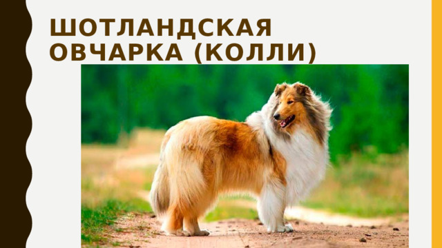 Шотландская овчарка (колли) 