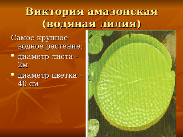 Виктория амазонская  (водяная лилия) Самое крупное водное растение : диаметр листа – 2м диаметр цветка – 40 см 