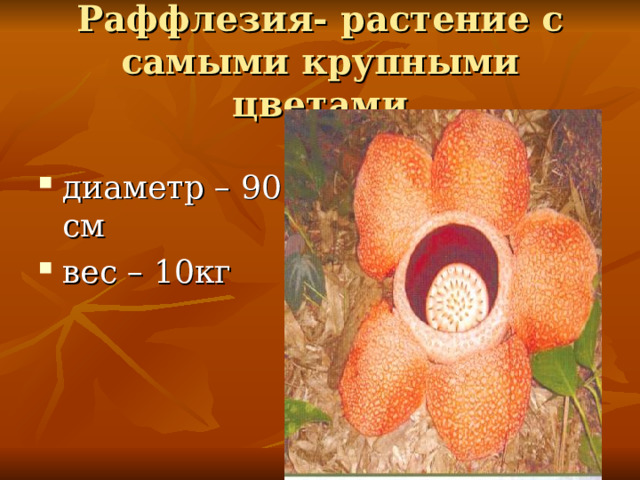 Раффлезия- растение с самыми крупными цветами диаметр – 90 см вес – 10кг 