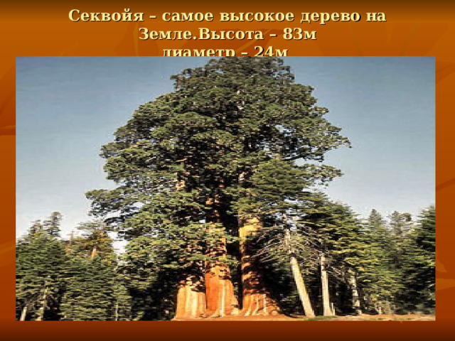    Секвойя – самое высокое дерево на Земле.Высота – 83м  диаметр – 24м      