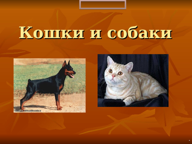 Кошки и собаки . 