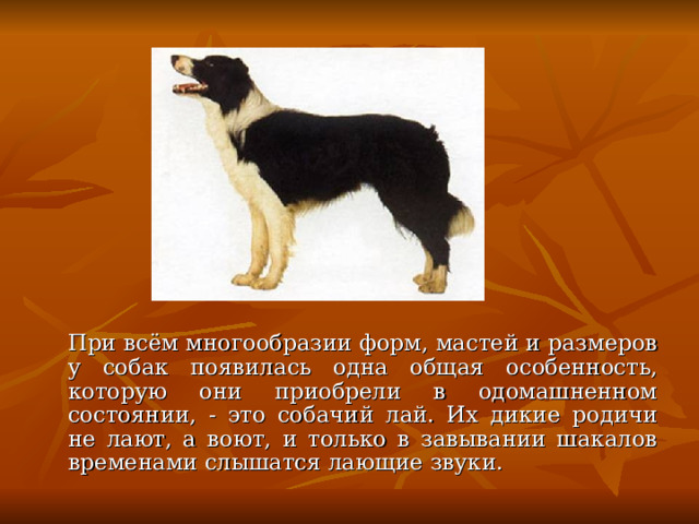  При всём многообразии форм, мастей и размеров у собак появилась одна общая особенность, которую они приобрели в одомашненном состоянии, - это собачий лай. Их дикие родичи не лают, а воют, и только в завывании шакалов временами слышатся лающие звуки. 