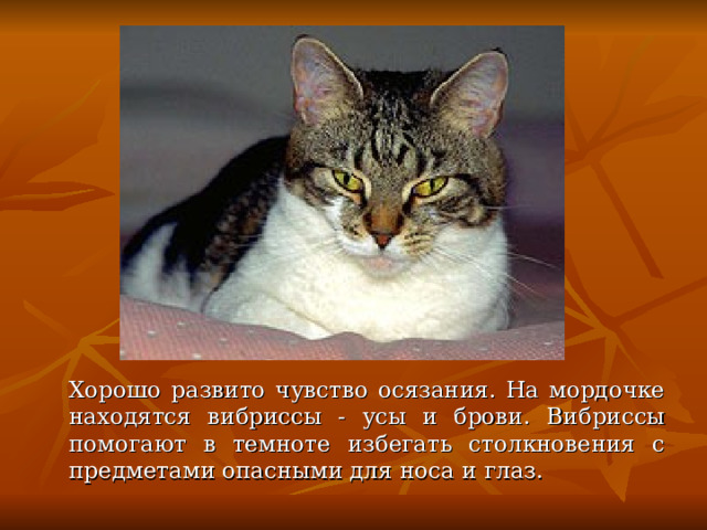  Хорошо развито чувство осязания. На мордочке находятся вибриссы - усы и брови. Вибриссы помогают в темноте избегать столкновения с предметами опасными для носа и глаз. 