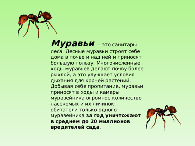 Муравьи -- это санитары леса. Лесные муравьи строят себе дома в почве и над ней и приносят большую пользу. Многочисленные ходы муравьев делают почву более рыхлой, а это улучшает условия дыхания для корней растений. Добывая себе пропитание, муравьи приносят в ходы и камеры муравейника огромное количество насекомых и их личинок: обитатели только одного муравейника за год уничтожают в среднем до 20 миллионов вредителей сада . 