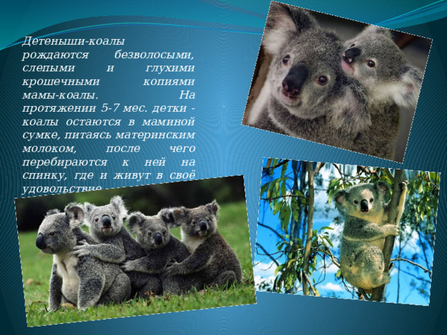 Детеныши-коалы рождаются безволосыми, слепыми и глухими крошечными копиями мамы-коалы. На протяжении 5-7 мес. детки - коалы остаются в маминой сумке, питаясь материнским молоком, после чего перебираются к ней на спинку, где и живут в своё удовольствие достаточно продолжительное время. 