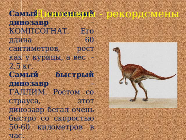 Динозавры - рекордсмены Самый маленький динозавр – КОМПСОГНАТ. Его длина 60 сантиметров, рост как у курицы, а вес -2,5 кг. Самый быстрый динозавр – ГАЛЛИМ. Ростом со страуса, этот динозавр бегал очень быстро со скоростью 50-60 километров в час. 