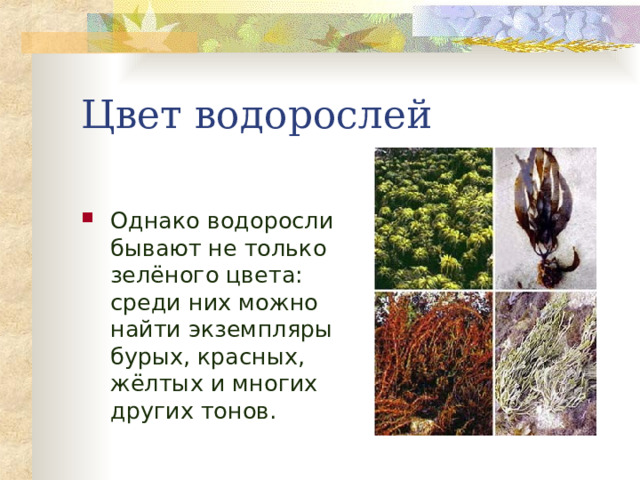 Цвет водорослей Однако водоросли бывают не только зелёного цвета: среди них можно найти экземпляры бурых, красных, жёлтых и многих других тонов. 
