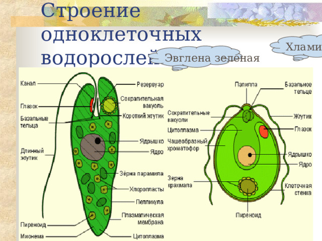 Строение одноклеточных водорослей Хламидомонада Эвглена зеленая 