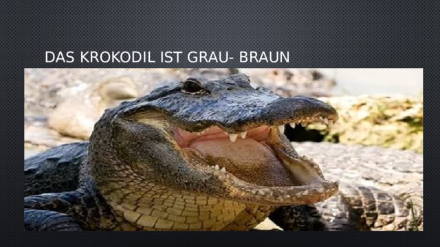 Das krokodil ist grau- braun 