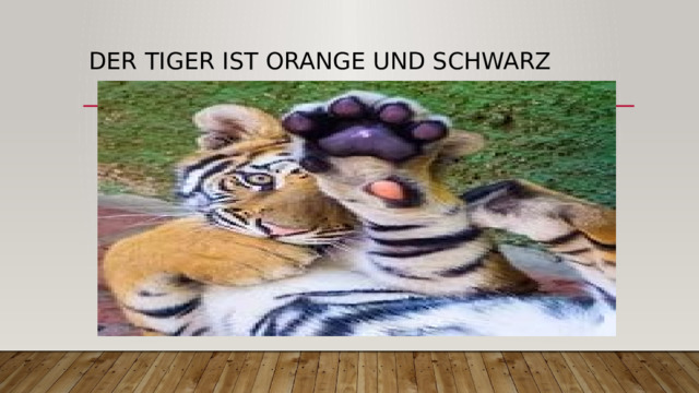 Der Tiger ist orange und schwarz 