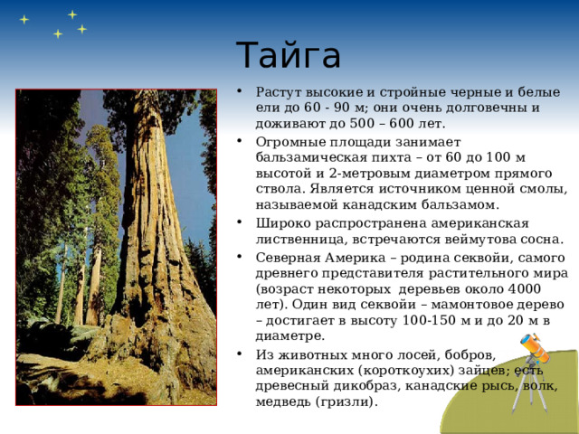 Тайга Растут высокие и стройные черные и белые ели до 60 - 90 м; они очень долговечны и доживают до 500 – 600 лет. Огромные площади занимает бальзамическая пихта – от 60 до 100 м высотой и 2-метровым диаметром прямого ствола. Является источником ценной смолы, называемой канадским бальзамом. Широко распространена американская лиственница, встречаются веймутова сосна. Северная Америка – родина секвойи, самого древнего представителя растительного мира (возраст некоторых деревьев около 4000 лет). Один вид секвойи – мамонтовое дерево – достигает в высоту 100-150 м и до 20 м в диаметре. Из животных много лосей, бобров, американских (короткоухих) зайцев; есть древесный дикобраз, канадские рысь, волк, медведь (гризли). 