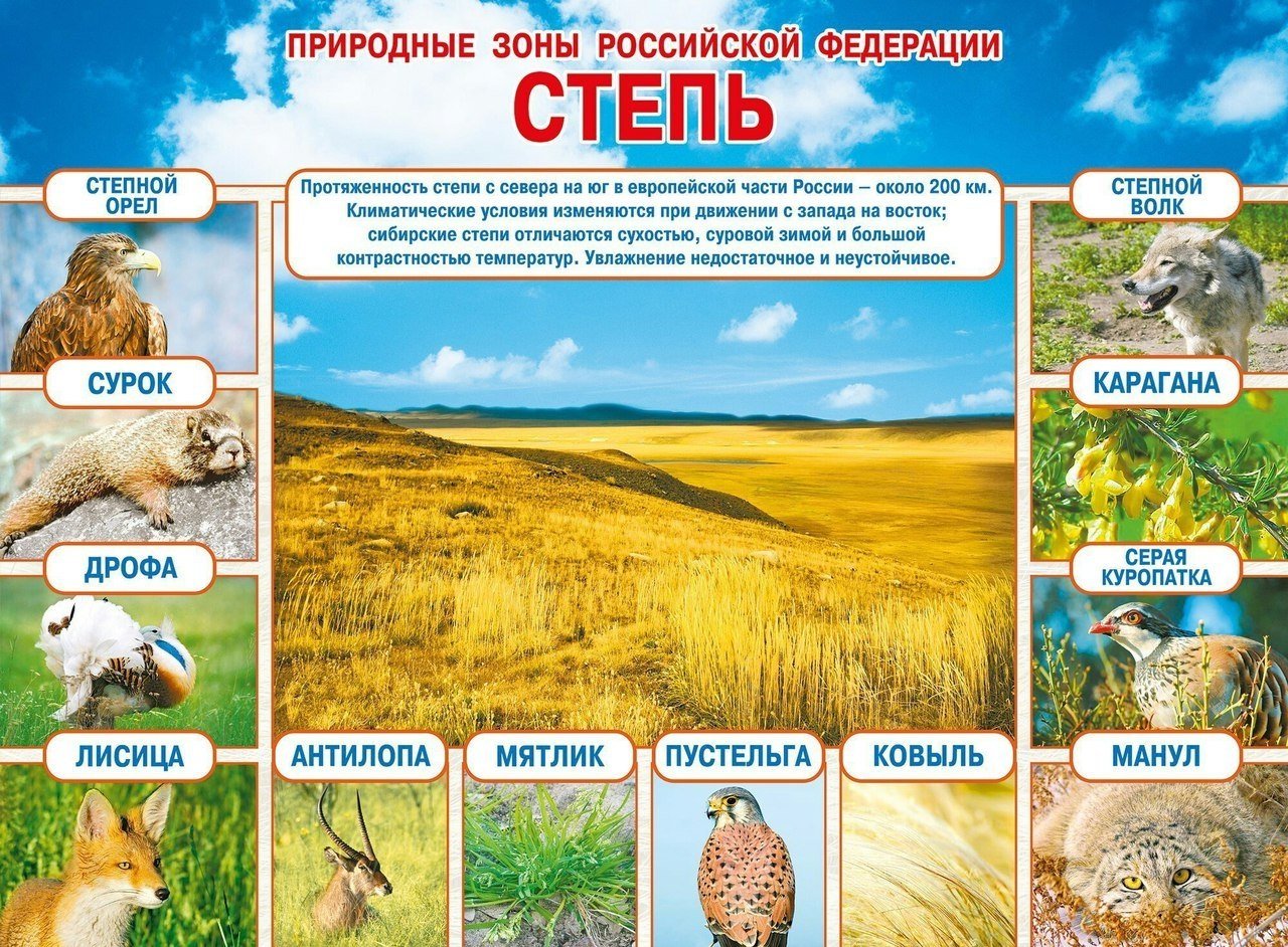 Природные зоны Российской Федерации степи