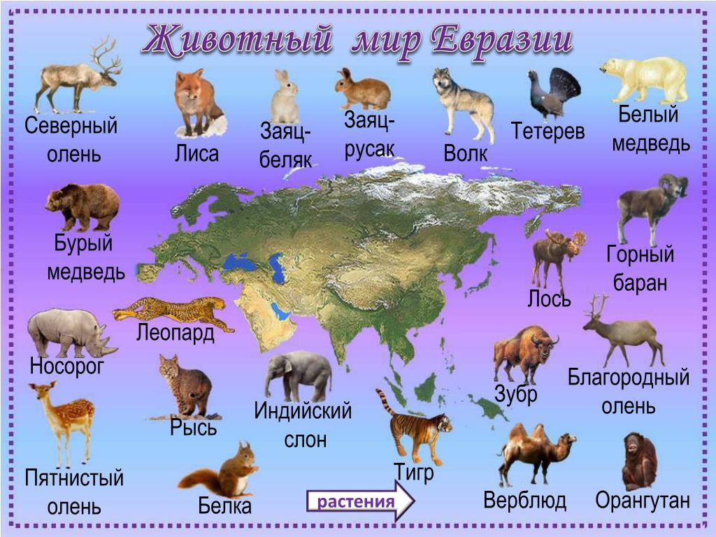 Какие там названия. Животный мир Евразии карта. Животные Евразии 4 класс окружающий мир. Материк Евразия животные Евразии. Животный и растительный мир Евразии на карте.
