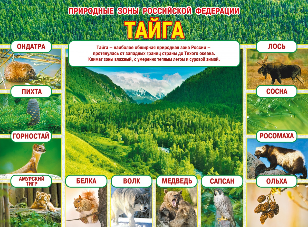 Природная зона Тайга плакат