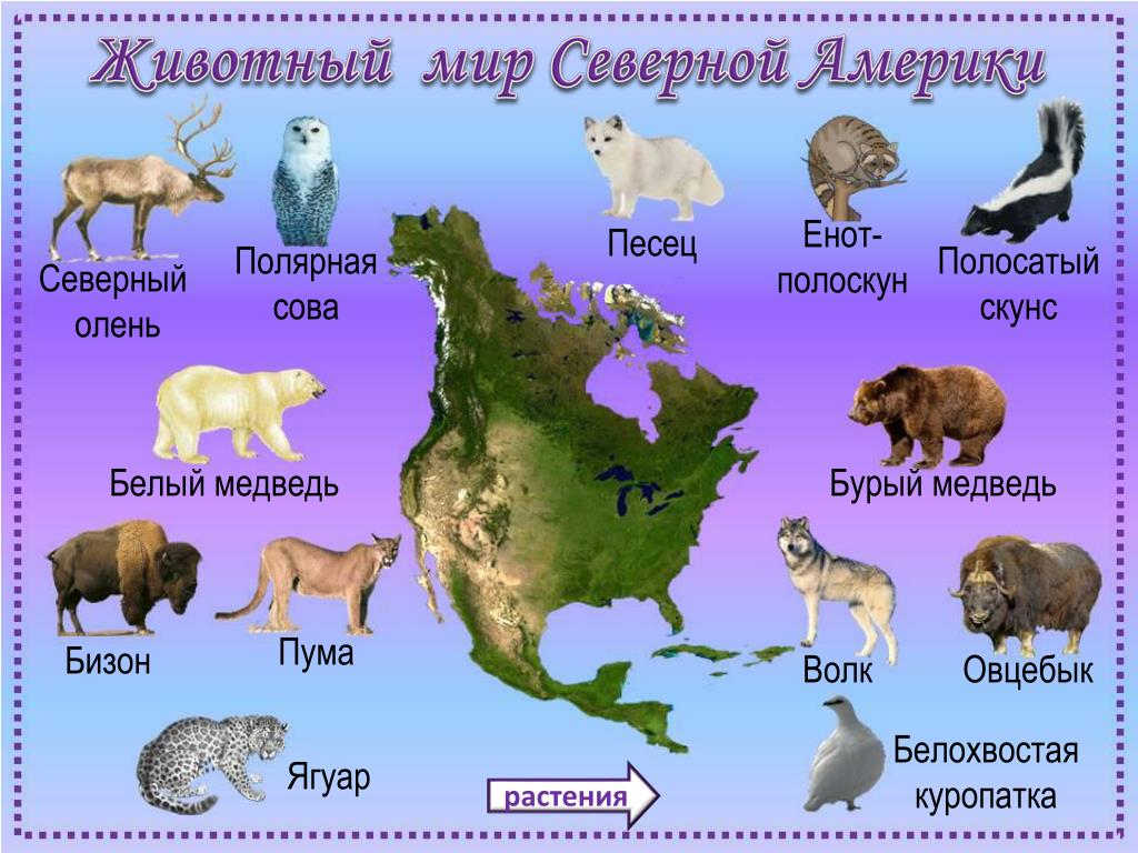 Распространенные животные северной америки. Животные Северной Америки. Животные Северной Амери. Животные Северной Америки для детей. Северная Америка живот.