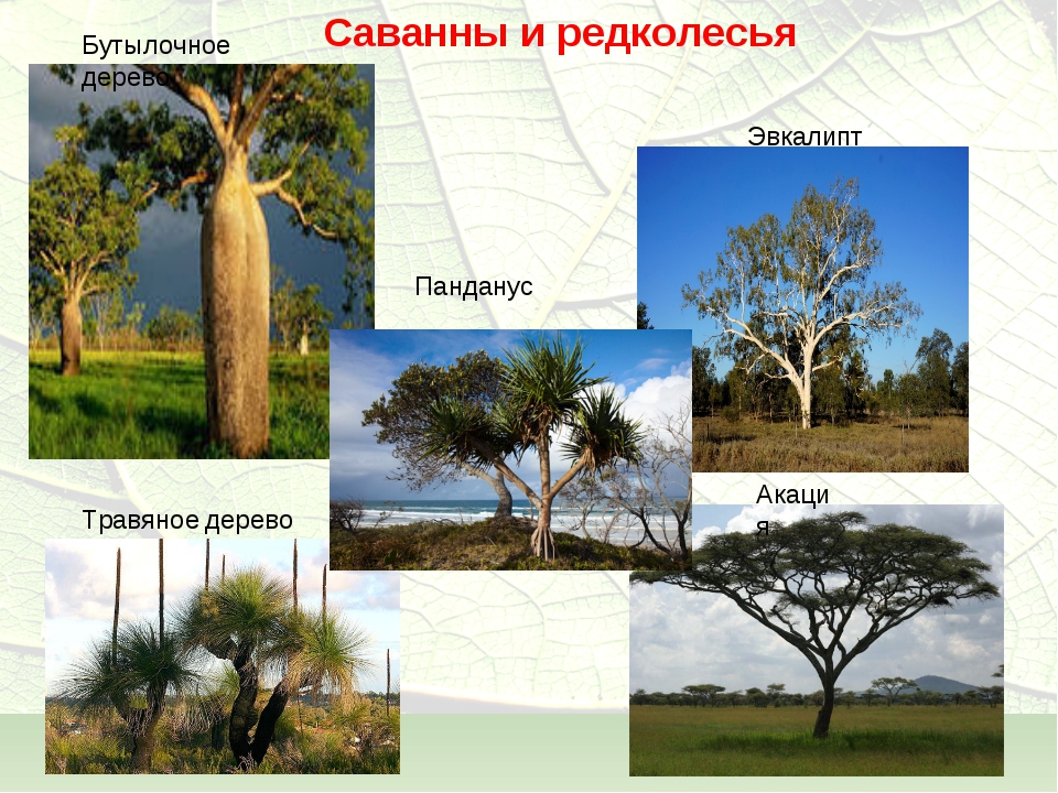 Деревья евразии фото с названиями