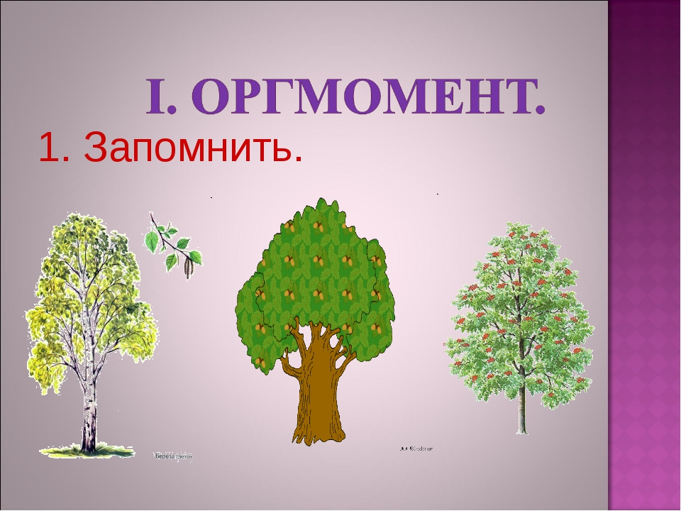 Конспект на тему древесина. Окружающий мир деревья. Паспорт дерева дуб 2 класс. Презентация на тему деревья. Паспорт дерева дуб окружающий мир.