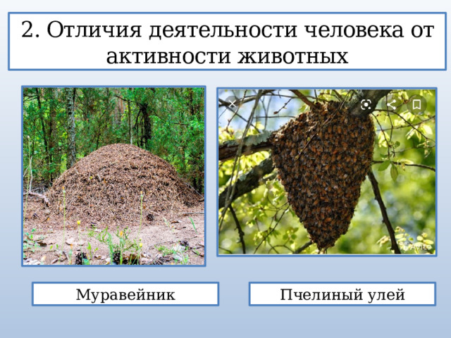 2. Отличия деятельности человека от активности животных Муравейник Пчелиный улей 