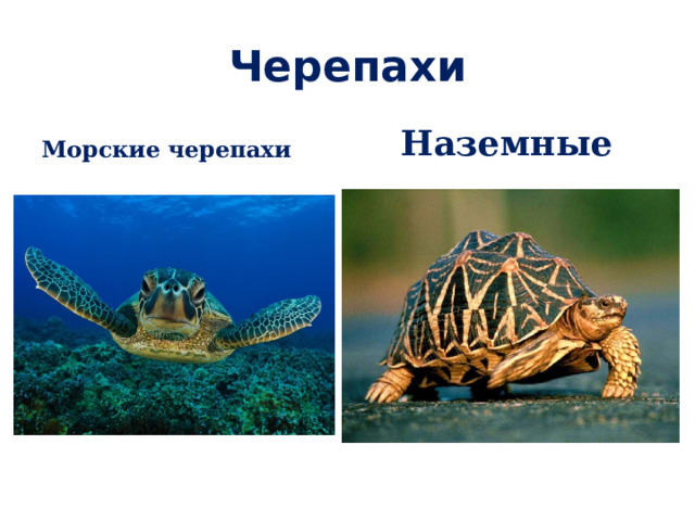 Черепахи Морские черепахи Наземные 