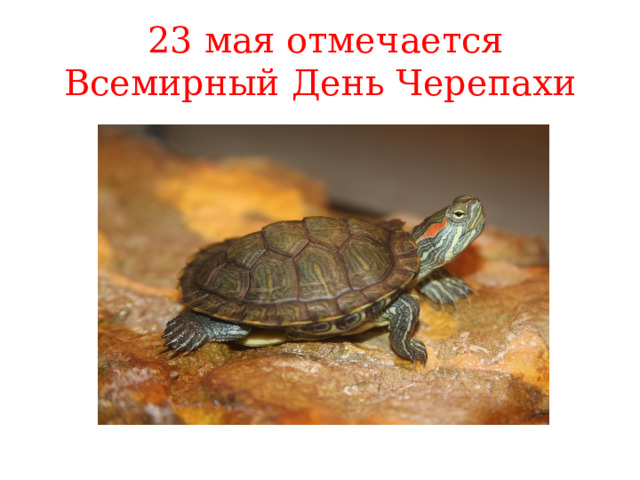   23 мая отмечается Всемирный День Черепахи 