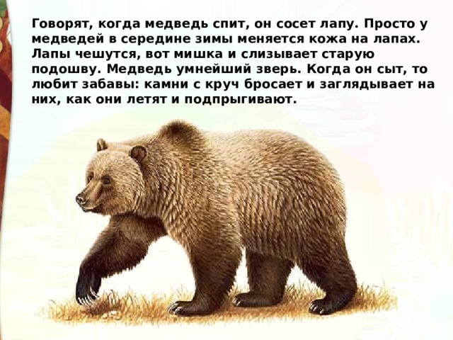 Говорят, когда медведь спит, он сосет лапу. Просто у медведей в середине зимы меняется кожа на лапах. Лапы чешутся, вот мишка и слизывает старую подошву. Медведь умнейший зверь. Когда он сыт, то любит забавы: камни с круч бросает и заглядывает на них, как они летят и подпрыгивают. 