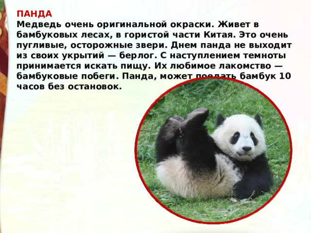 ПАНДА Медведь очень оригинальной окраски. Живет в бамбуковых лесах, в гористой части Китая. Это очень пугливые, осторожные звери. Днем панда не выходит из своих укрытий — берлог. С наступлением темноты принимается искать пищу. Их любимое лакомство — бамбуковые побеги. Панда, может поедать бамбук 10 часов без остановок. 