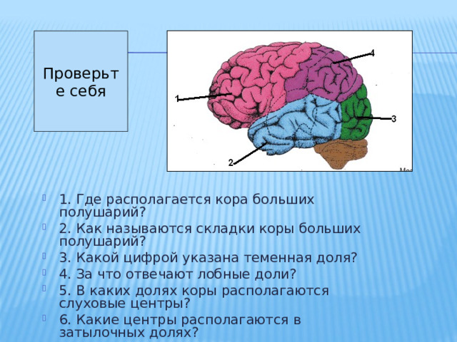 Проверьте себя 1. Где располагается кора больших полушарий? 2. Как называются складки коры больших полушарий? 3. Какой цифрой указана теменная доля? 4. За что отвечают лобные доли? 5. В каких долях коры располагаются слуховые центры? 6. Какие центры располагаются в затылочных долях? 