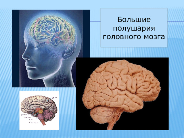 Большие полушария головного мозга 