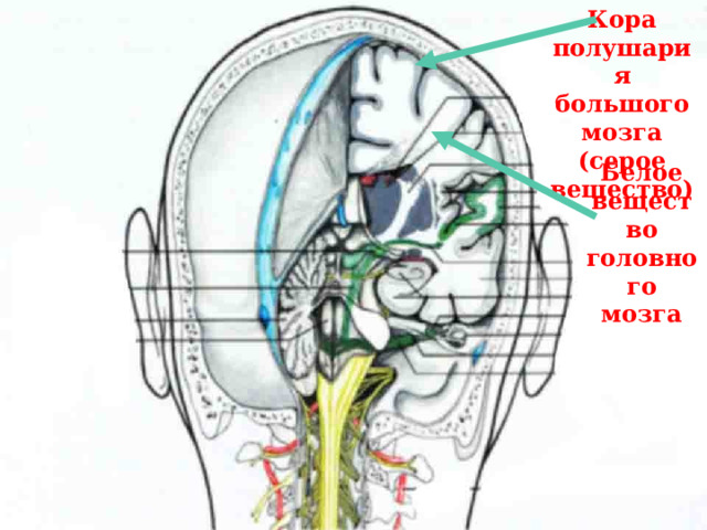 Кора полушария большого мозга (серое вещество) Белое вещество головного мозга 