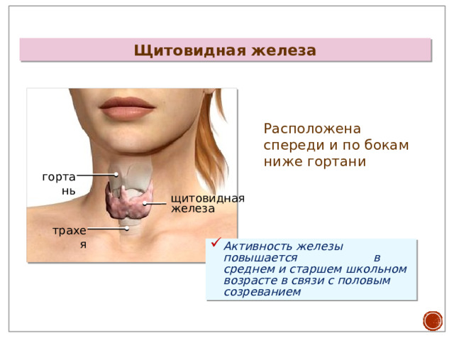 Щитовидная железа Расположена спереди и по бокам ниже гортани гортань щитовидная железа трахея Активность железы повышается в среднем и старшем школьном возрасте в связи с половым созреванием  