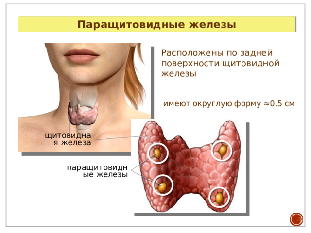 Паращитовидные железы Расположены по задней поверхности щитовидной железы имеют округлую форму ≈0,5 см щитовидная железа паращитовидные железы 
