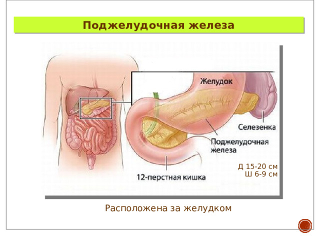 Поджелудочная железа Д 15-20 см Ш 6-9 см Расположена за желудком 