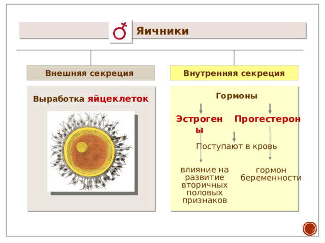 Яичники Внешняя секреция Внутренняя секреция Выработка яйцеклеток Гормоны Прогестерон Эстрогены Поступают в кровь влияние на развитие вторичных половых признаков гормон беременности 