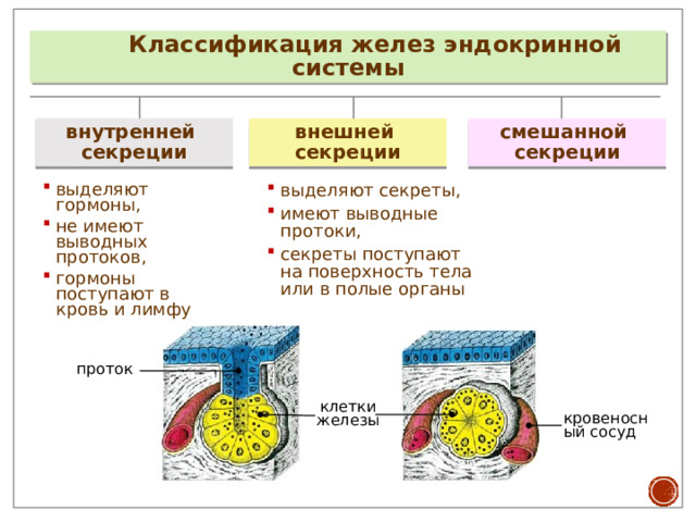 Классификация желез эндокринной системы внутренней внешней смешанной секреции секреции секреции выделяют гормоны, не имеют выводных протоков, гормоны поступают в кровь и лимфу выделяют секреты, имеют выводные протоки, секреты поступают на поверхность тела или в полые органы проток клетки железы кровеносный сосуд 