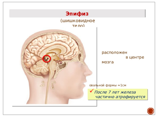 Эпифиз (шишковидное тело) расположен в центре мозга овальной формы ≈1см После 7 лет железа частично атрофируется 