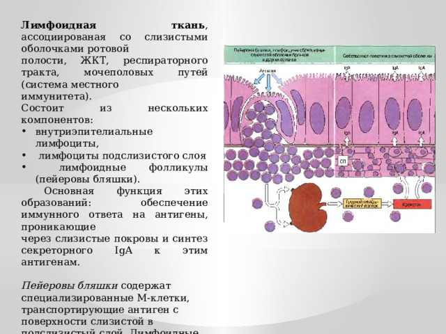 Лимфоидная ткань , ассоциированая со слизистыми оболочками ротовой полости, ЖКТ, респираторного тракта, мочеполовых путей (система местного иммунитета). Состоит из нескольких компонентов: внутриэпителиальные лимфоциты,  лимфоциты подслизистого слоя  лимфоидные фолликулы (пейеровы бляшки).  Основная функция этих образований: обеспечение иммунного ответа на антигены, проникающие через слизистые покровы и синтез секреторного IgA к этим антигенам. Пейеровы бляшки содержат специализированные М-клетки, транспортирующие антиген с поверхности слизистой в подслизистый слой. Лимфоидные фолликулы имеют Т- и В-зависимые зоны. Среди В-лимфоцитов преобладают продуценты IgA. 