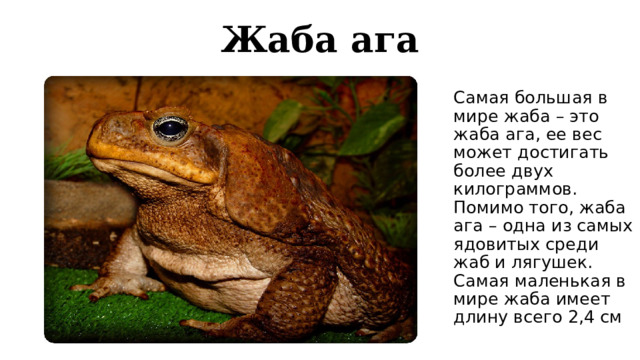 Жаба ага Самая большая в мире жаба – это жаба ага, ее вес может достигать более двух килограммов. Помимо того, жаба ага – одна из самых ядовитых среди жаб и лягушек. Самая маленькая в мире жаба имеет длину всего 2,4 см 